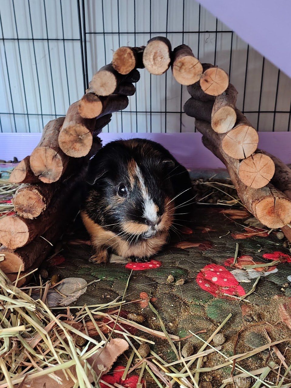 Calico