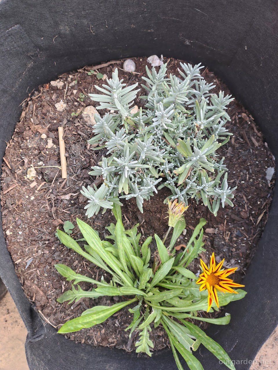 Lavender and gazania (grow bag)