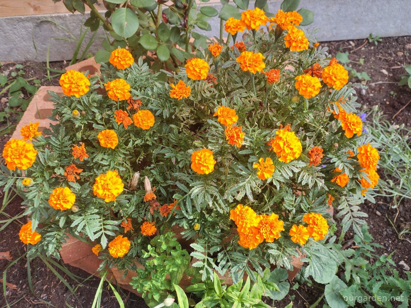 French marigolds