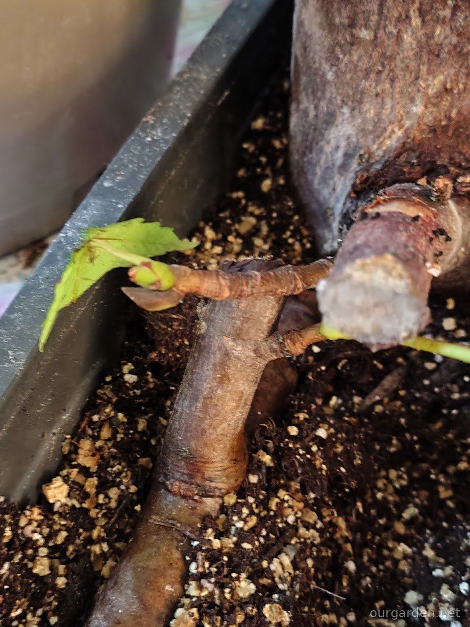 A bud and a first small leaf on Ned’s cuttings