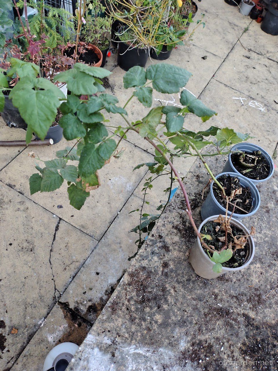 Tayberry, loganberry and thornless blackberry, in some order