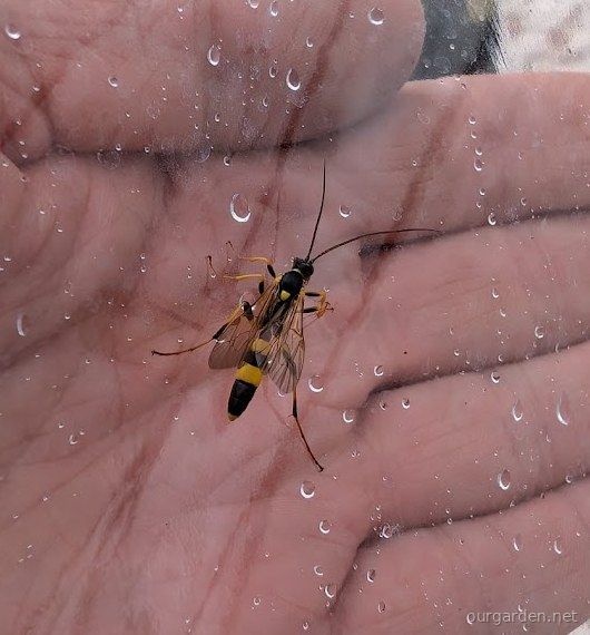 Ichneumon wasp