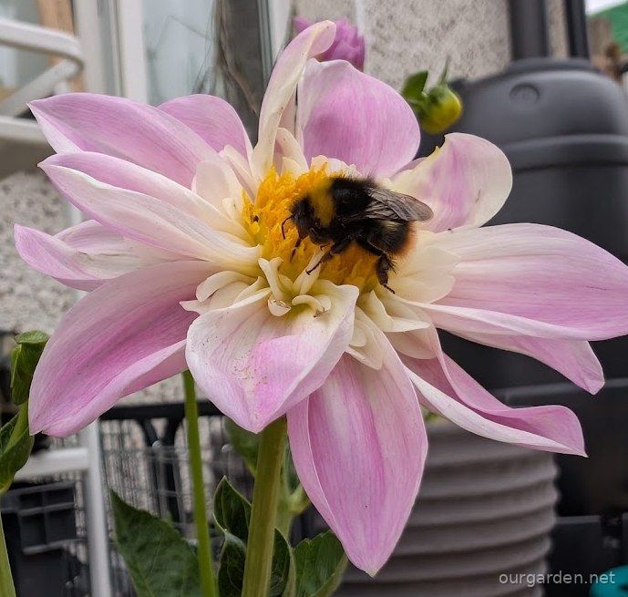 Bumblebee