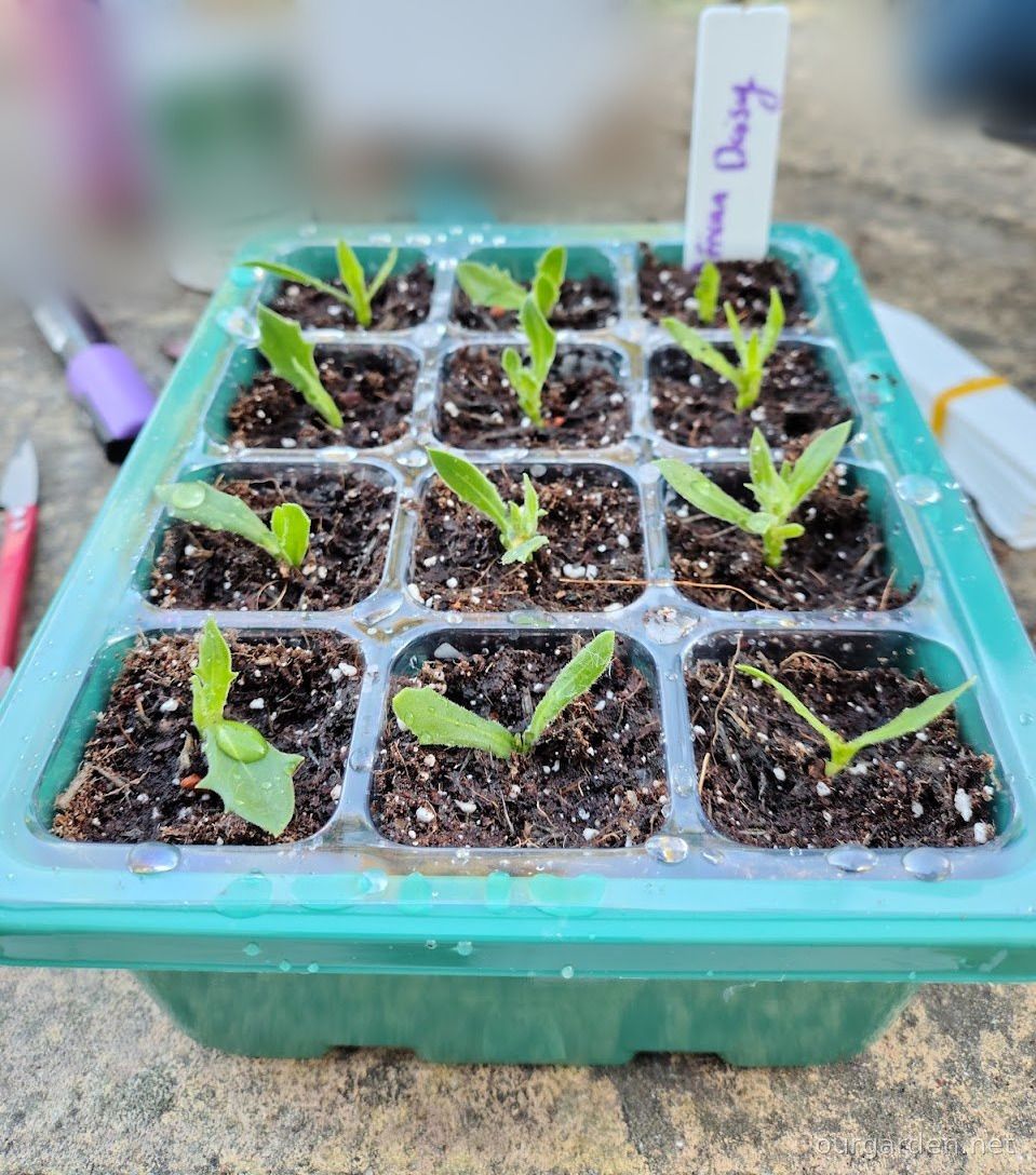 African daisies 'Falling Stars' (12 cuttings)