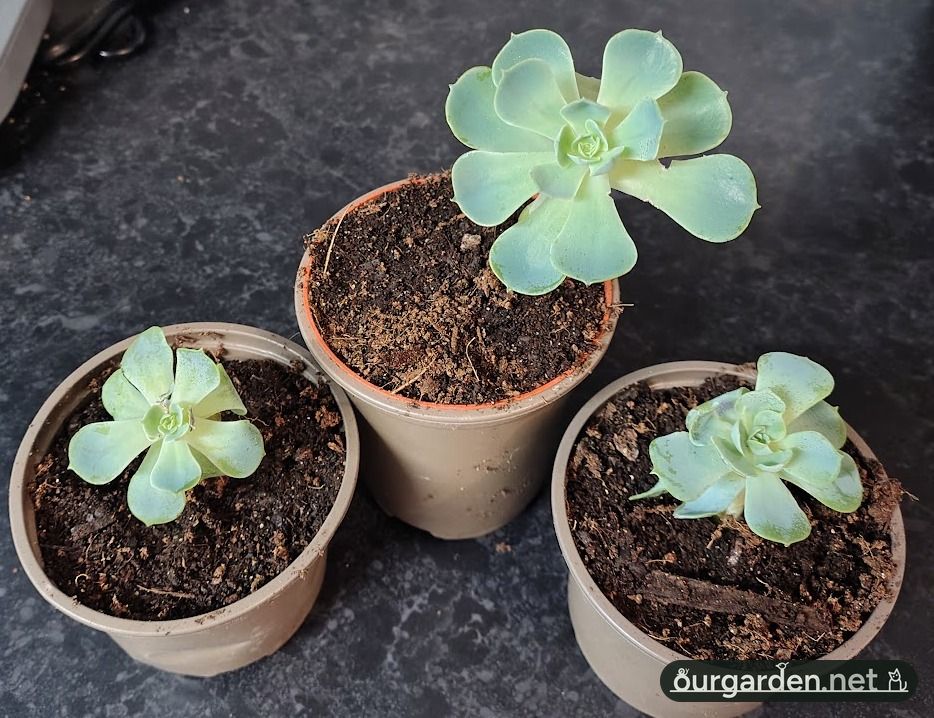 Three out of four