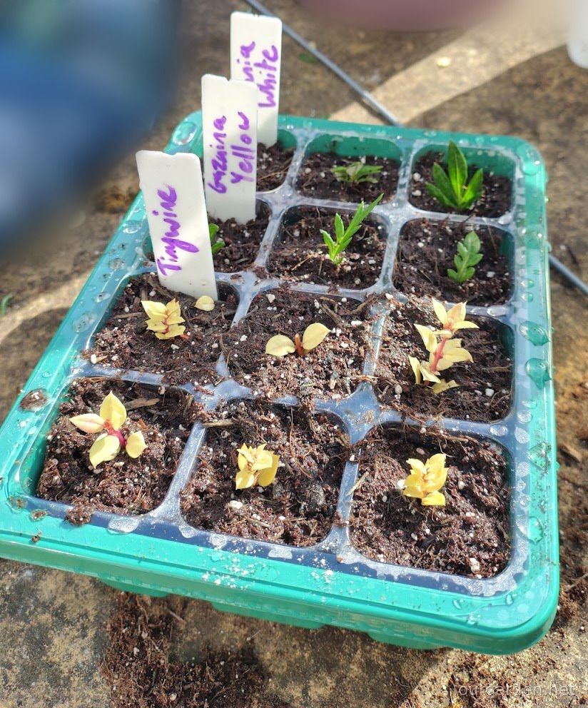 Three yellow gazania, three white gazania and six Goldmember cuttings