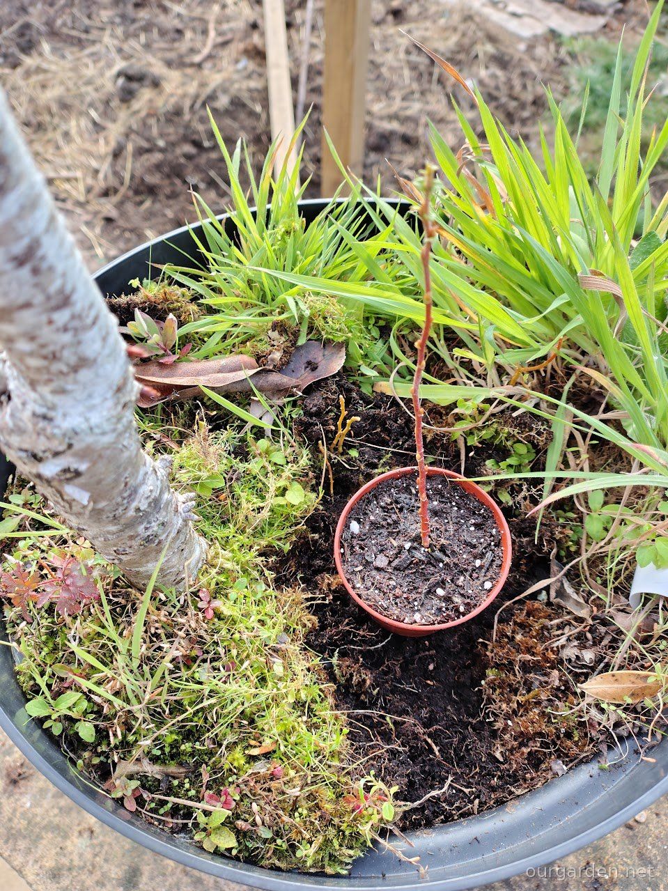 The cherry pot during the tidy-up