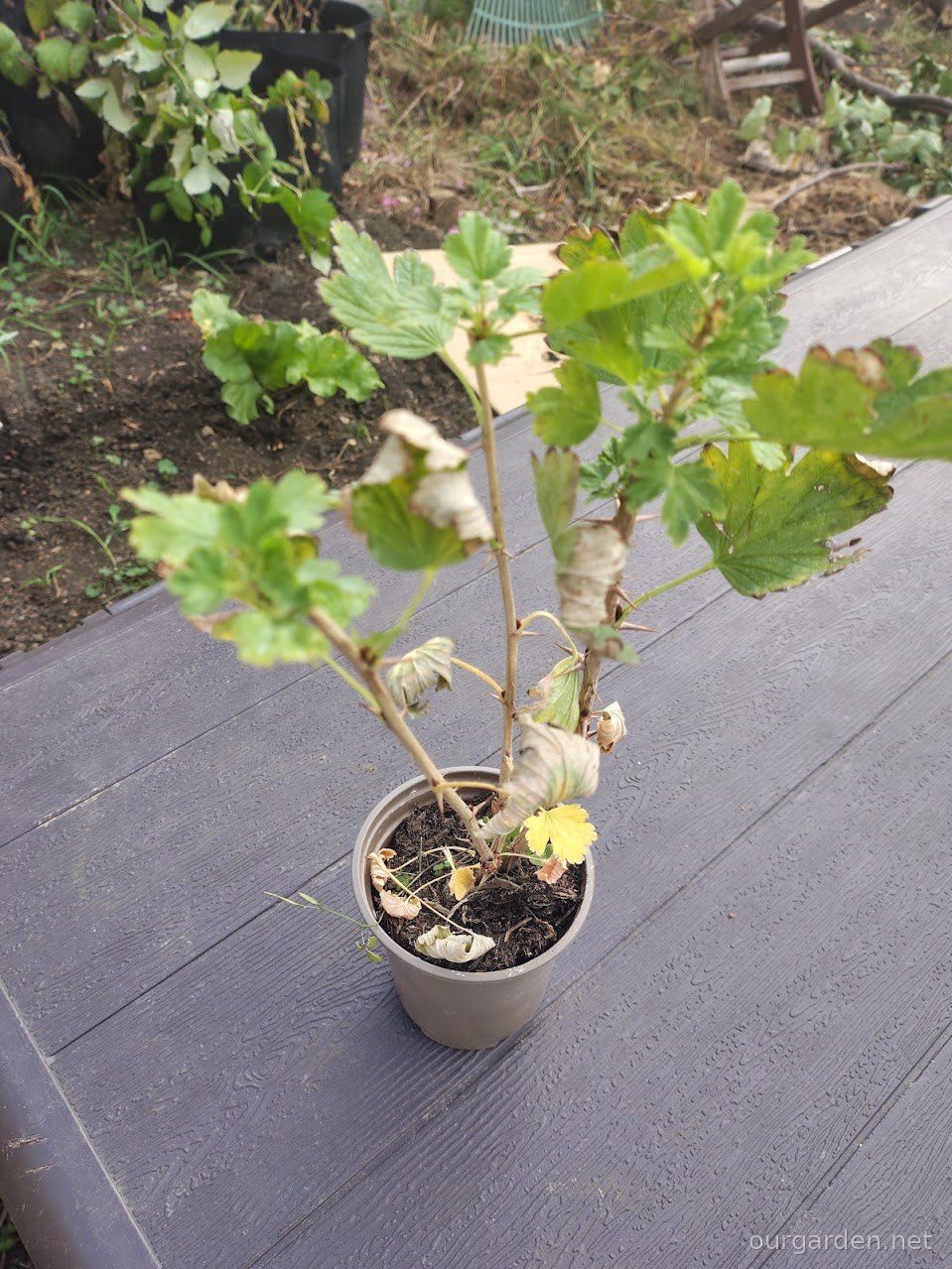 Gooseberry (earmarked for a friend)