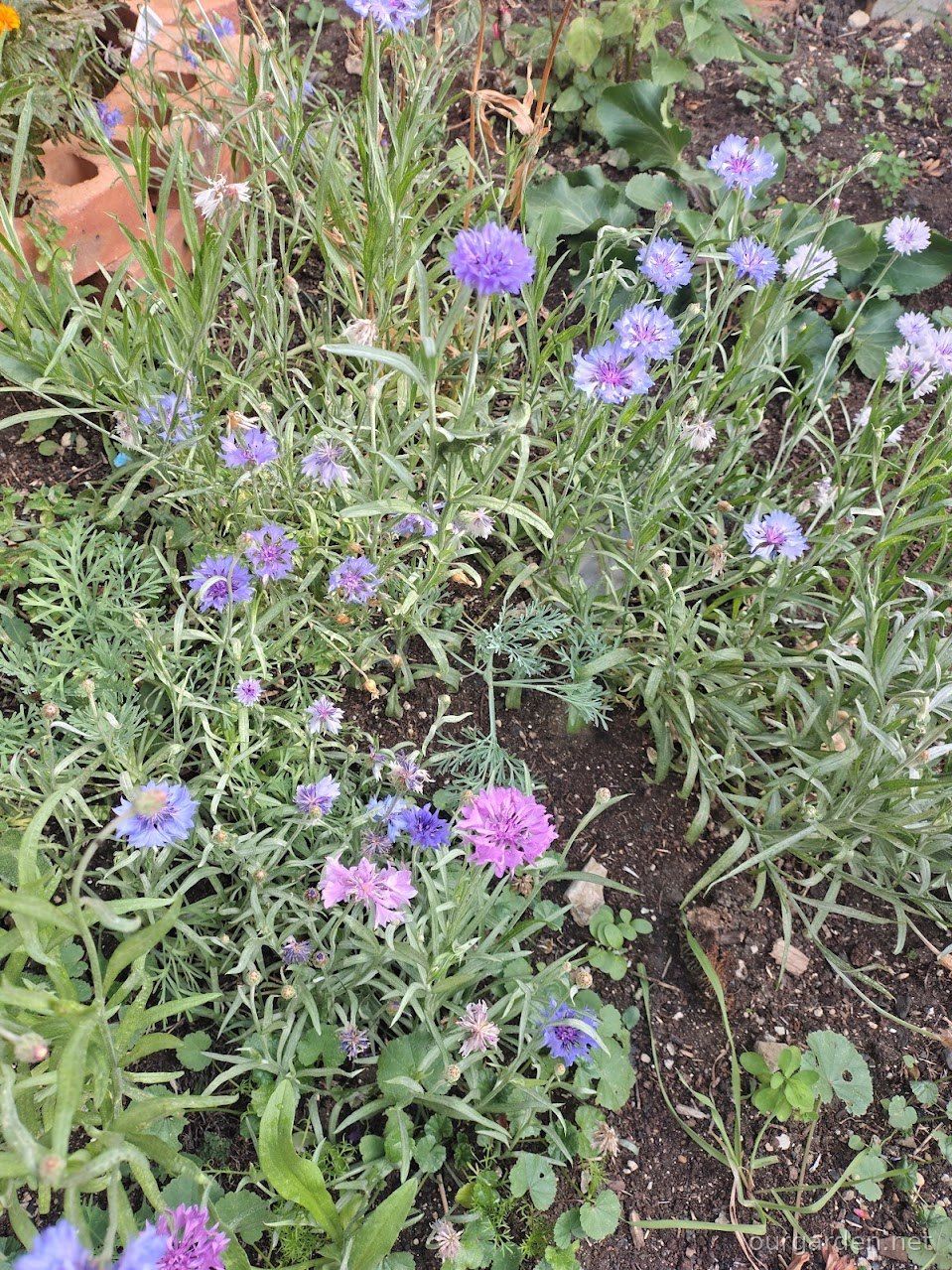 Cornflowers