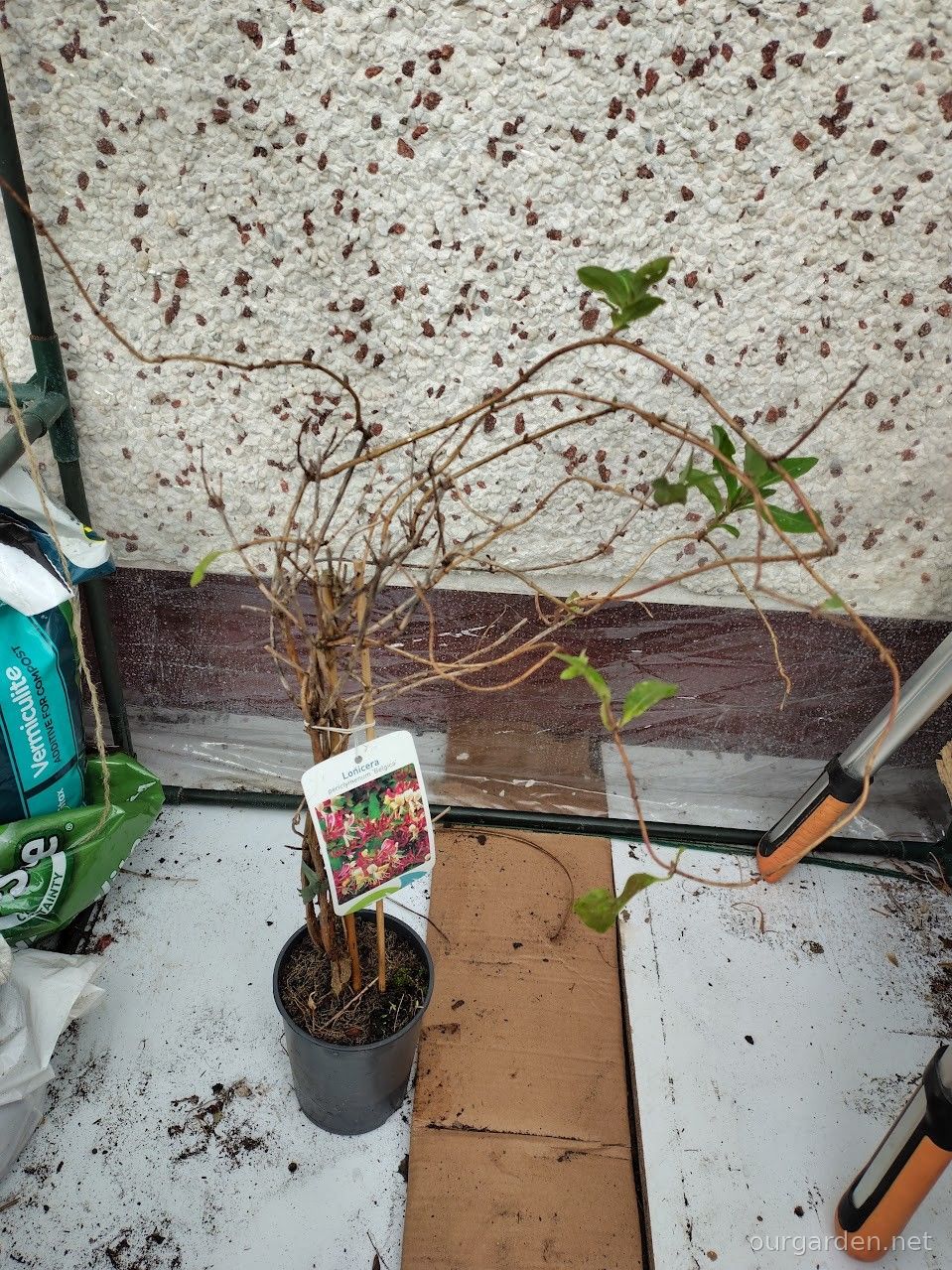 Two honeysuckles and a... uh, memory lapse
