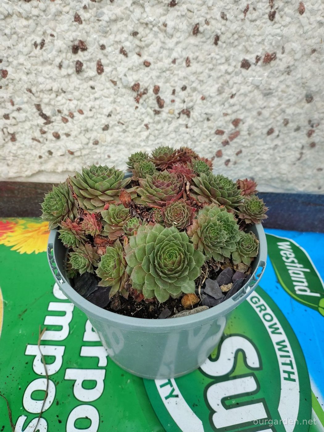 Houseleeks (green and red mix)