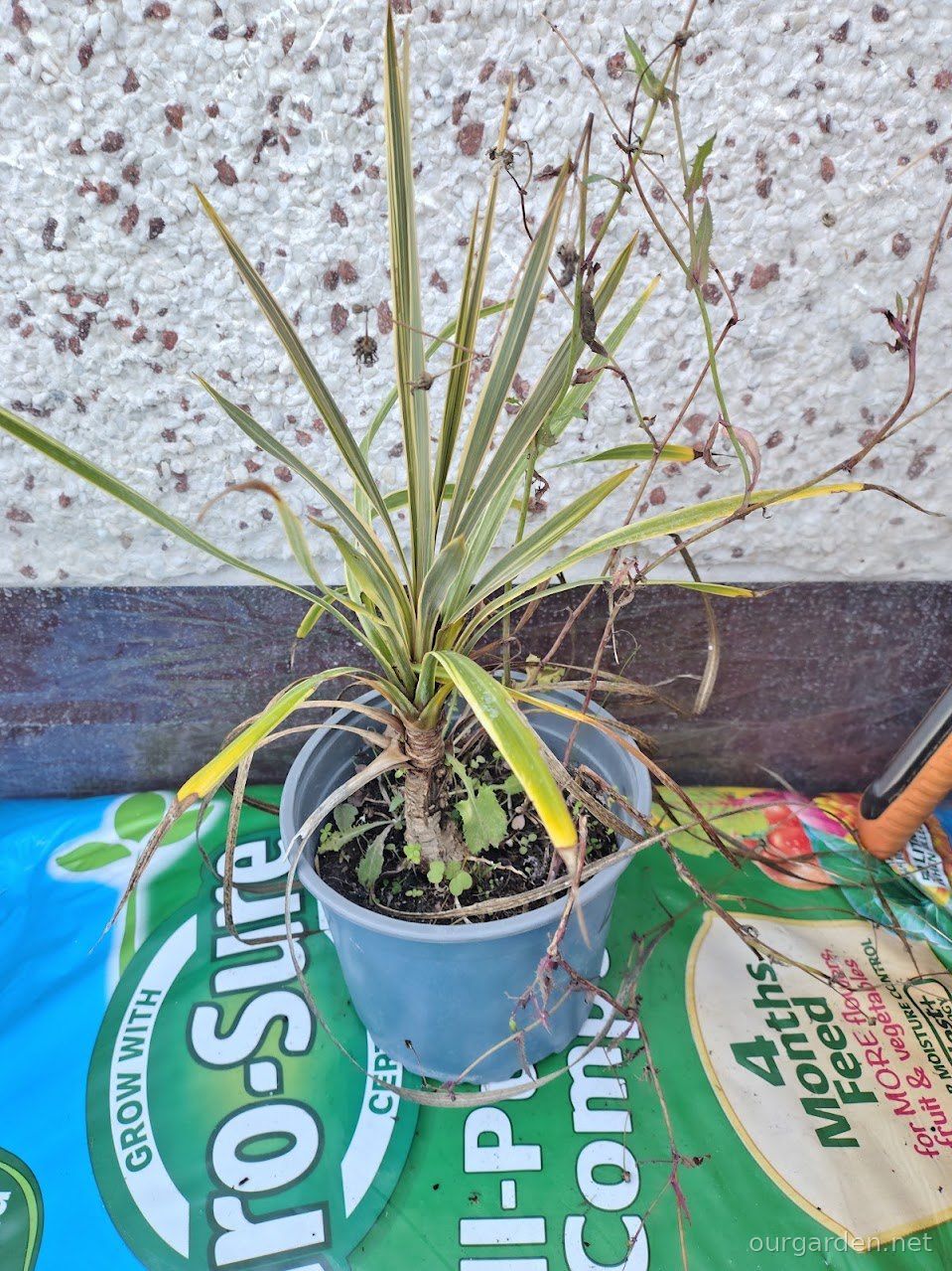 The first cordyline