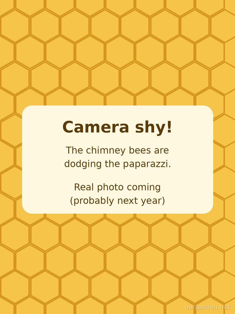 Honeybee colony