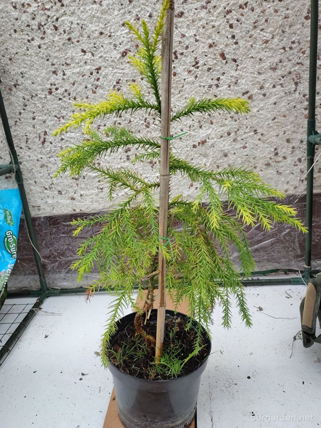 Japanese cedar