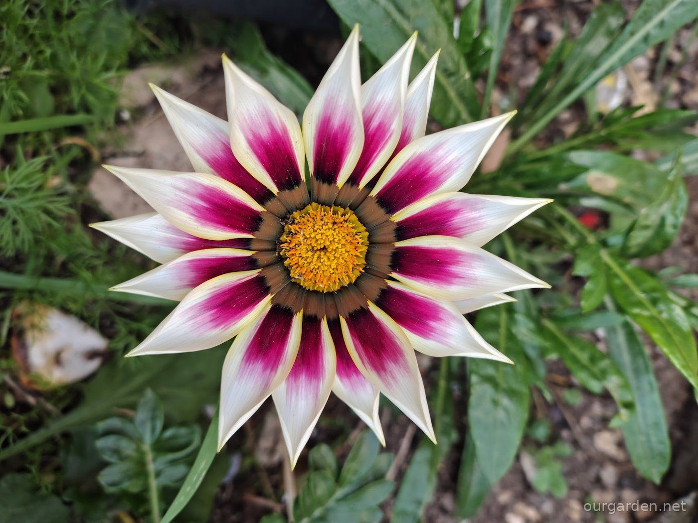 The white-flowered gazania in bloom