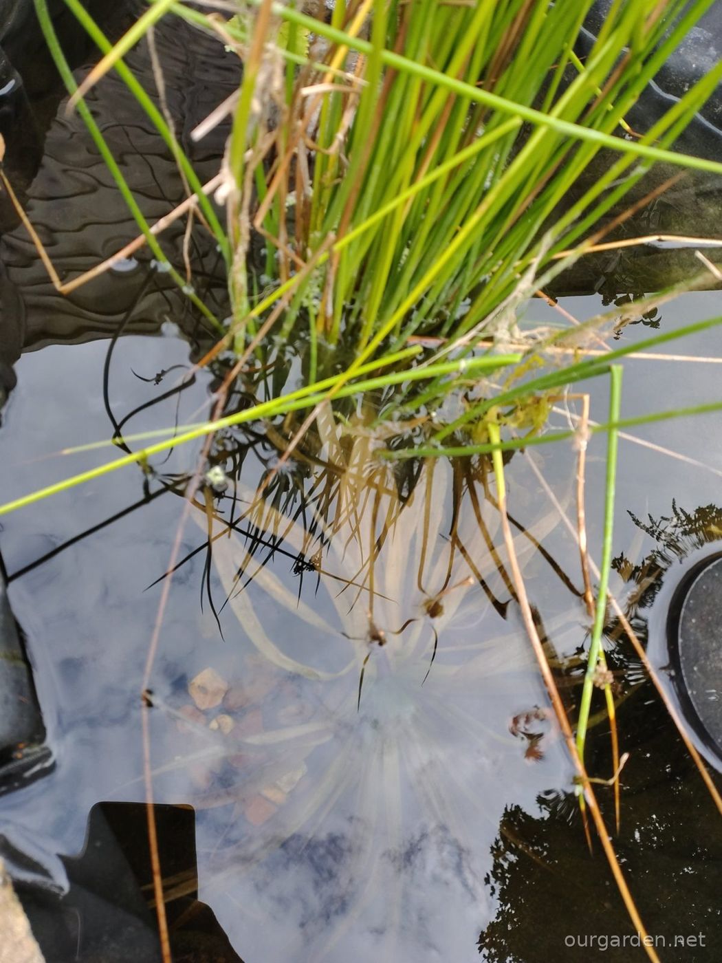 Rushes (middle deep area)