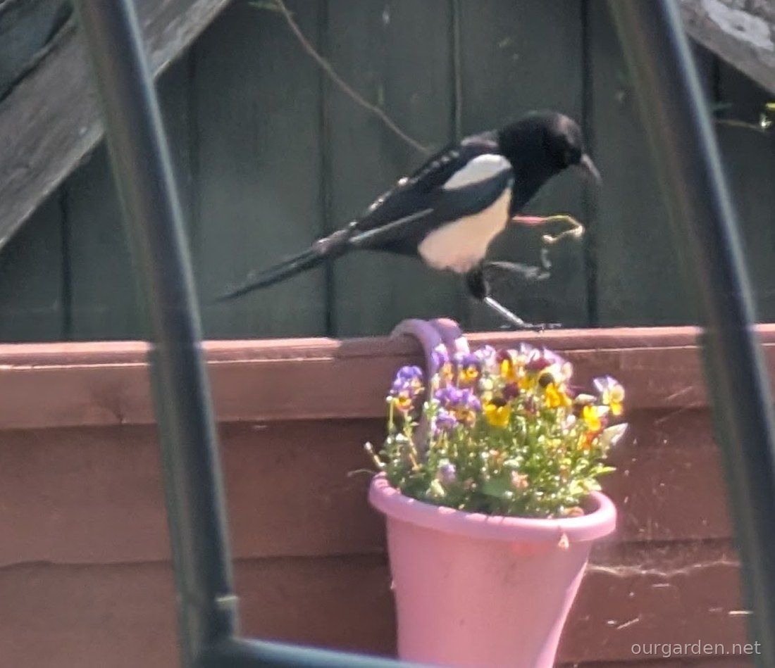 Magpie