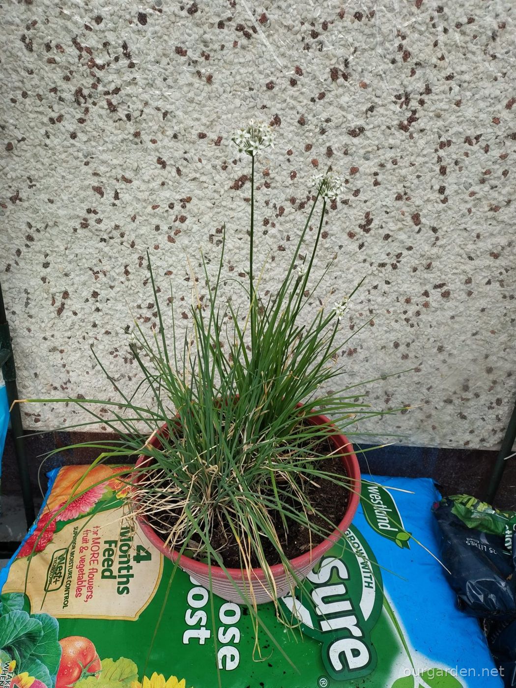 Chives (garlic and regular)