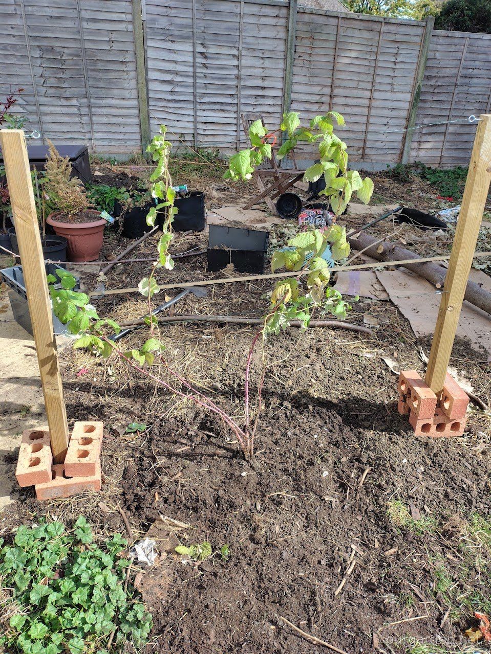 Rescued raspberry canes