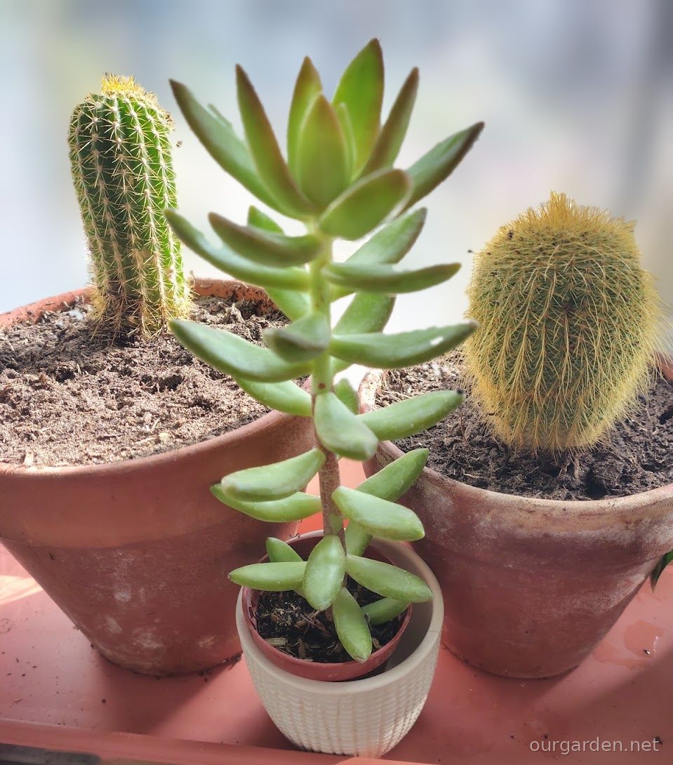 Golden sedum (likely)