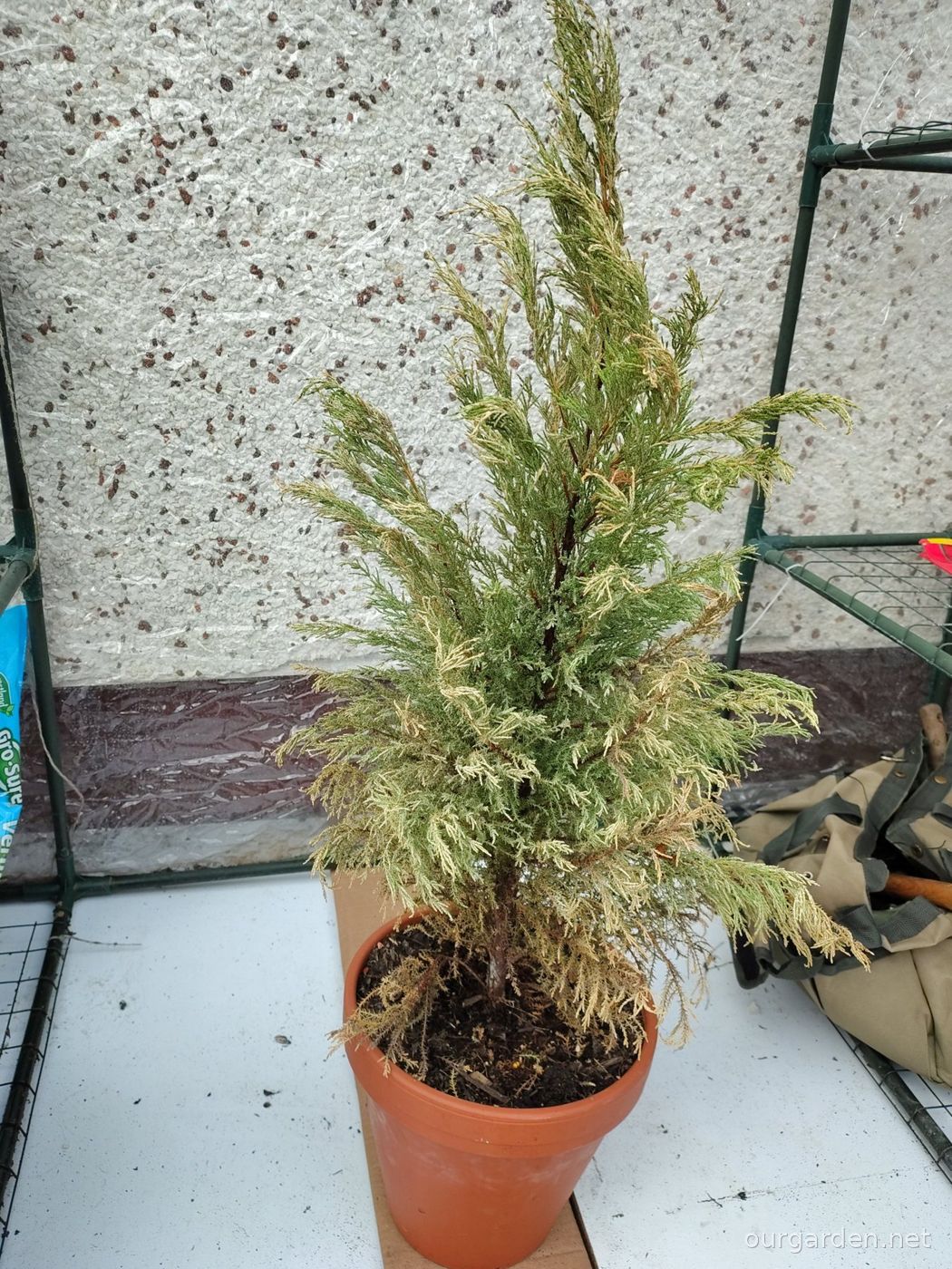 Juniper (Rocky Mountain or Chinese)