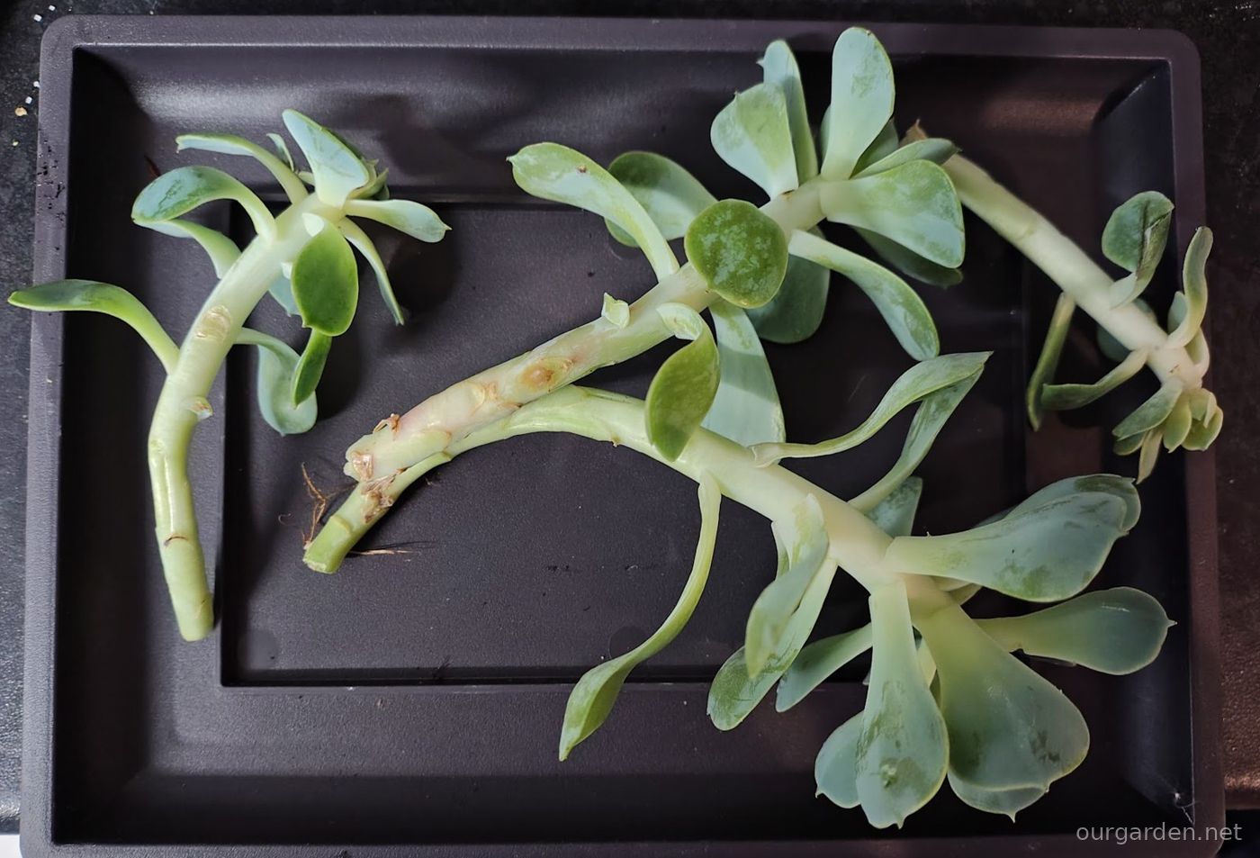 Aeonium (4 cuttings)