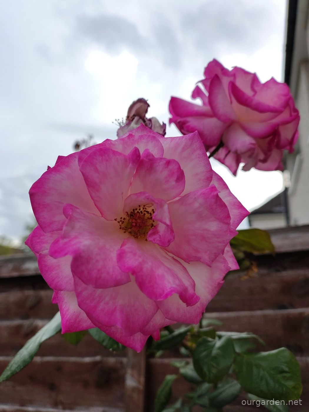 The neighbours' rose