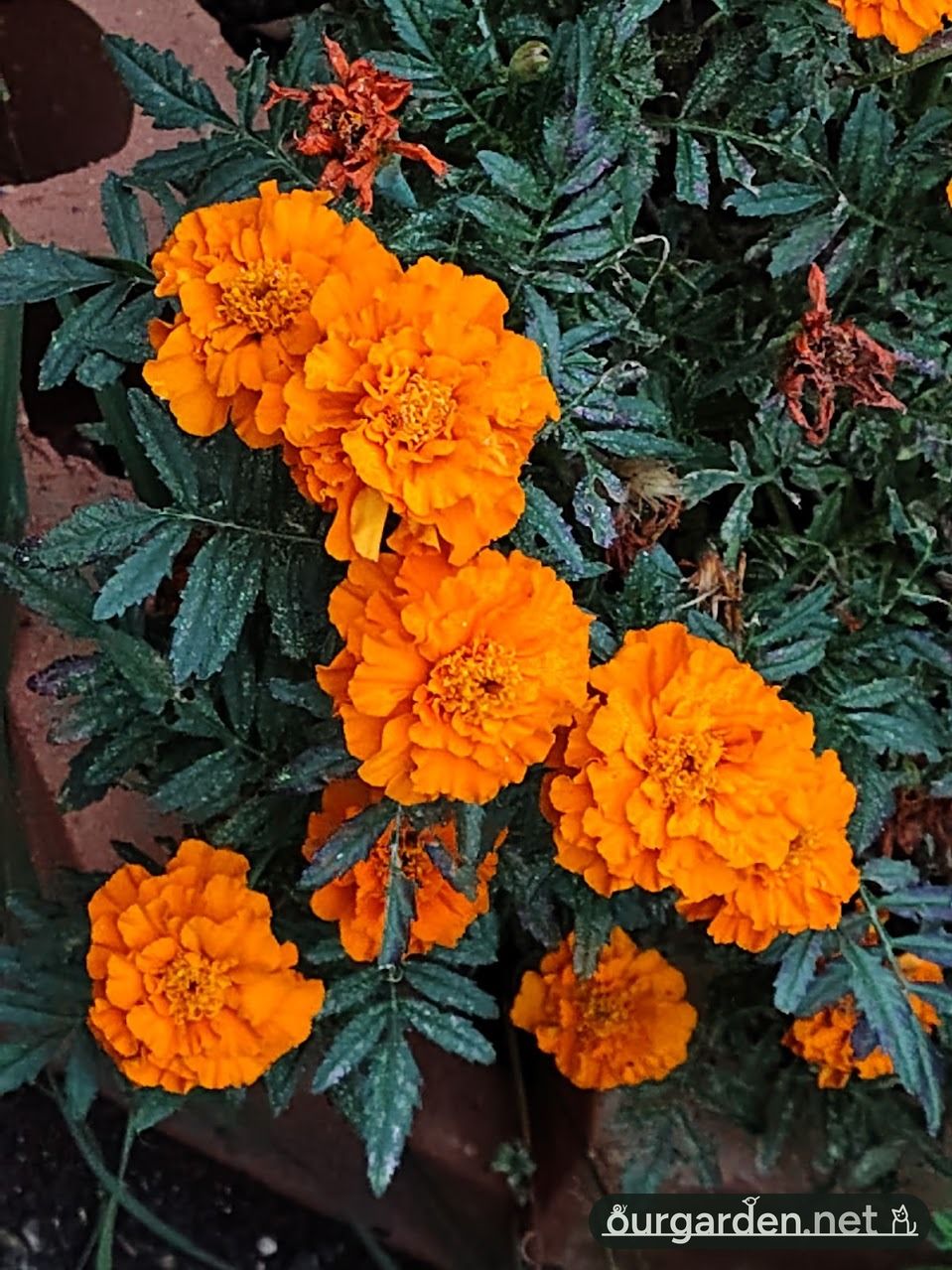 Marigolds
