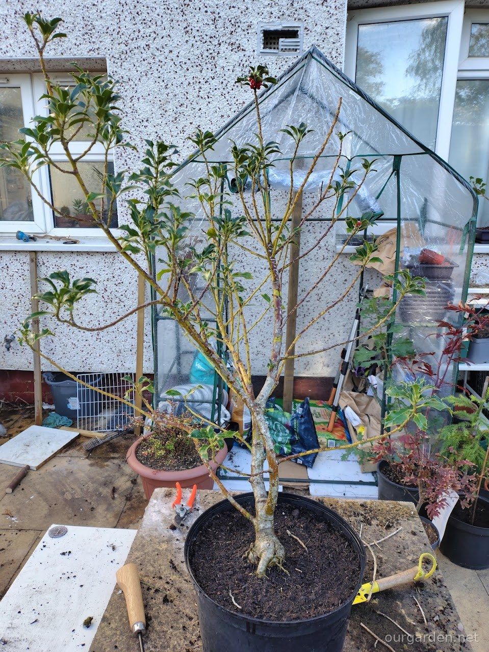 Mistaken identities and a willow rescue