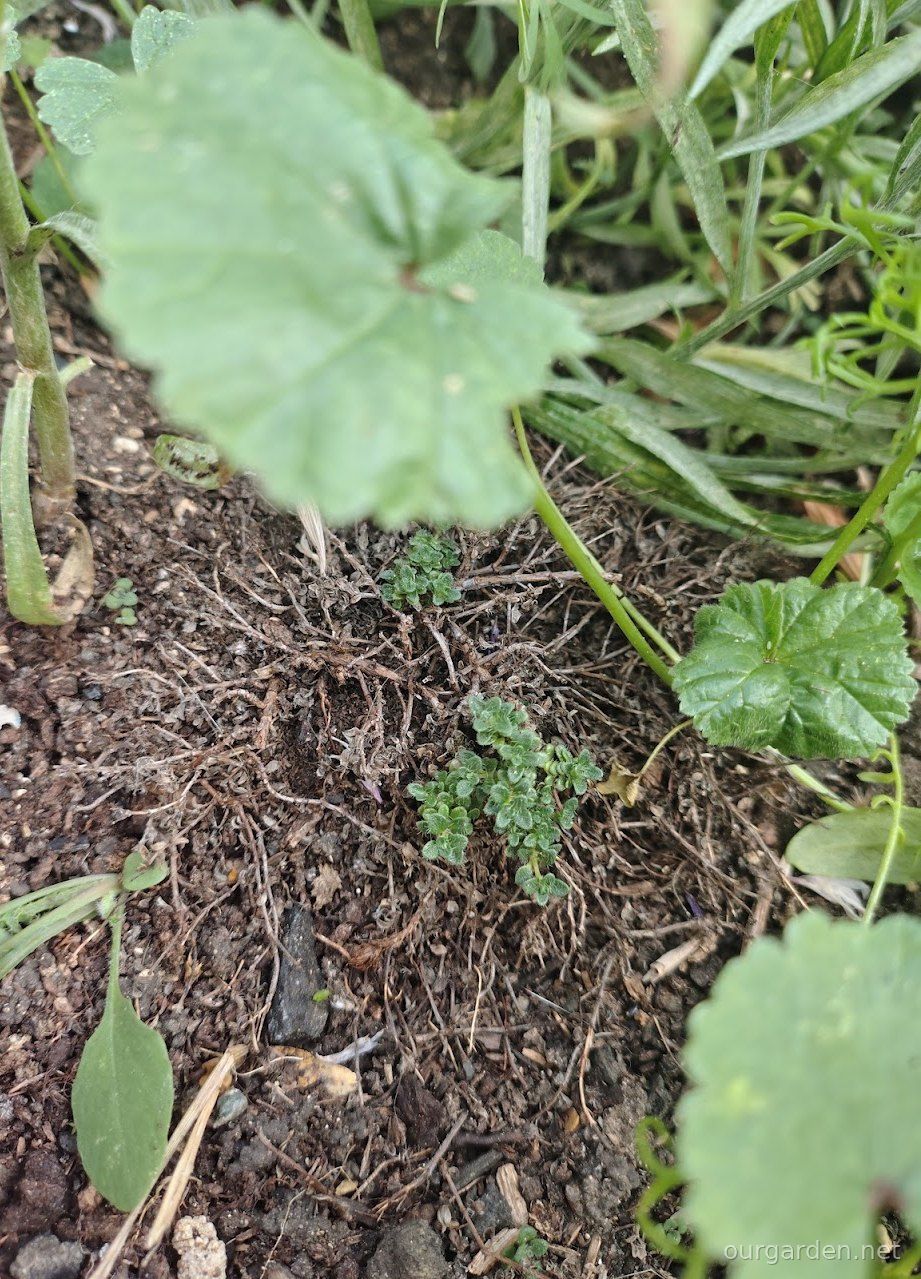 Creeping thyme