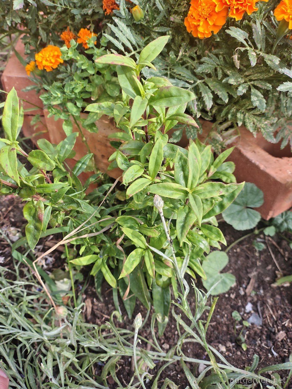 Penstemon (likely)