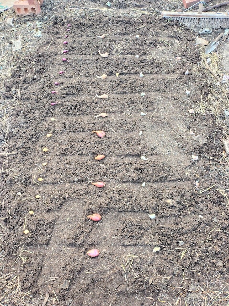 Set out in rows before planting