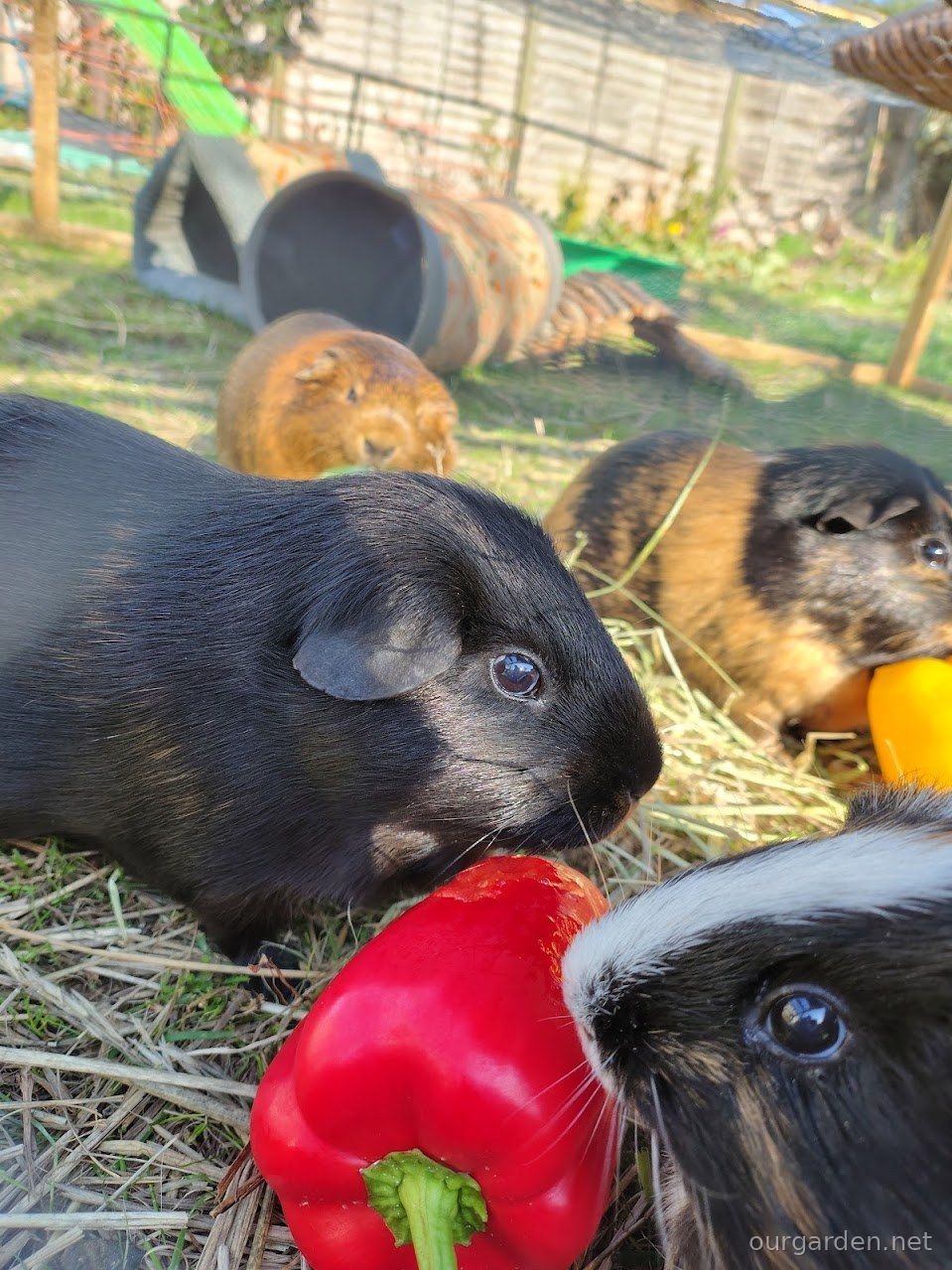 Pigs, and a visitor