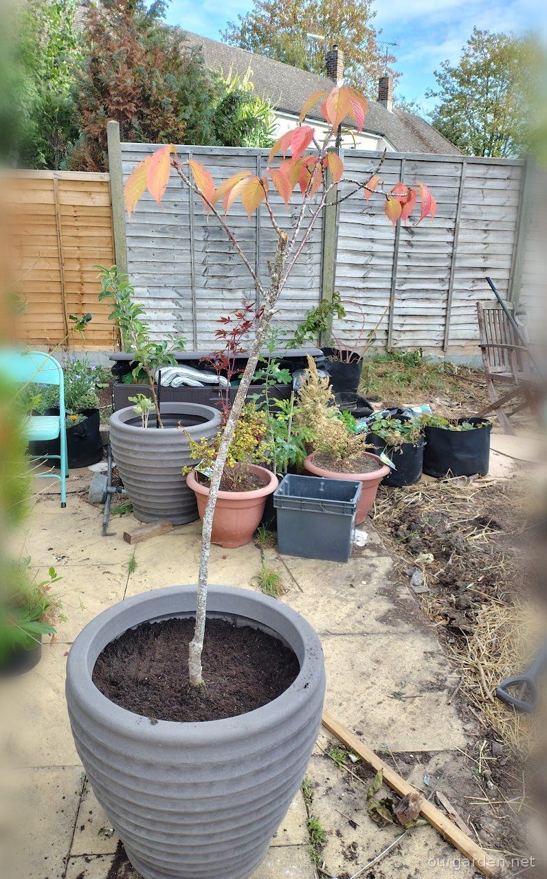 Cherry and pear: pots sorted for winter