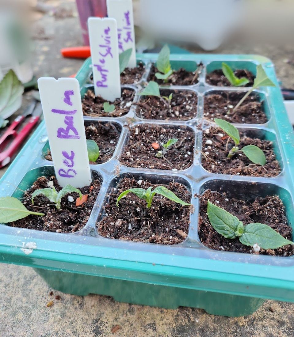 Coral salvia (cuttings)