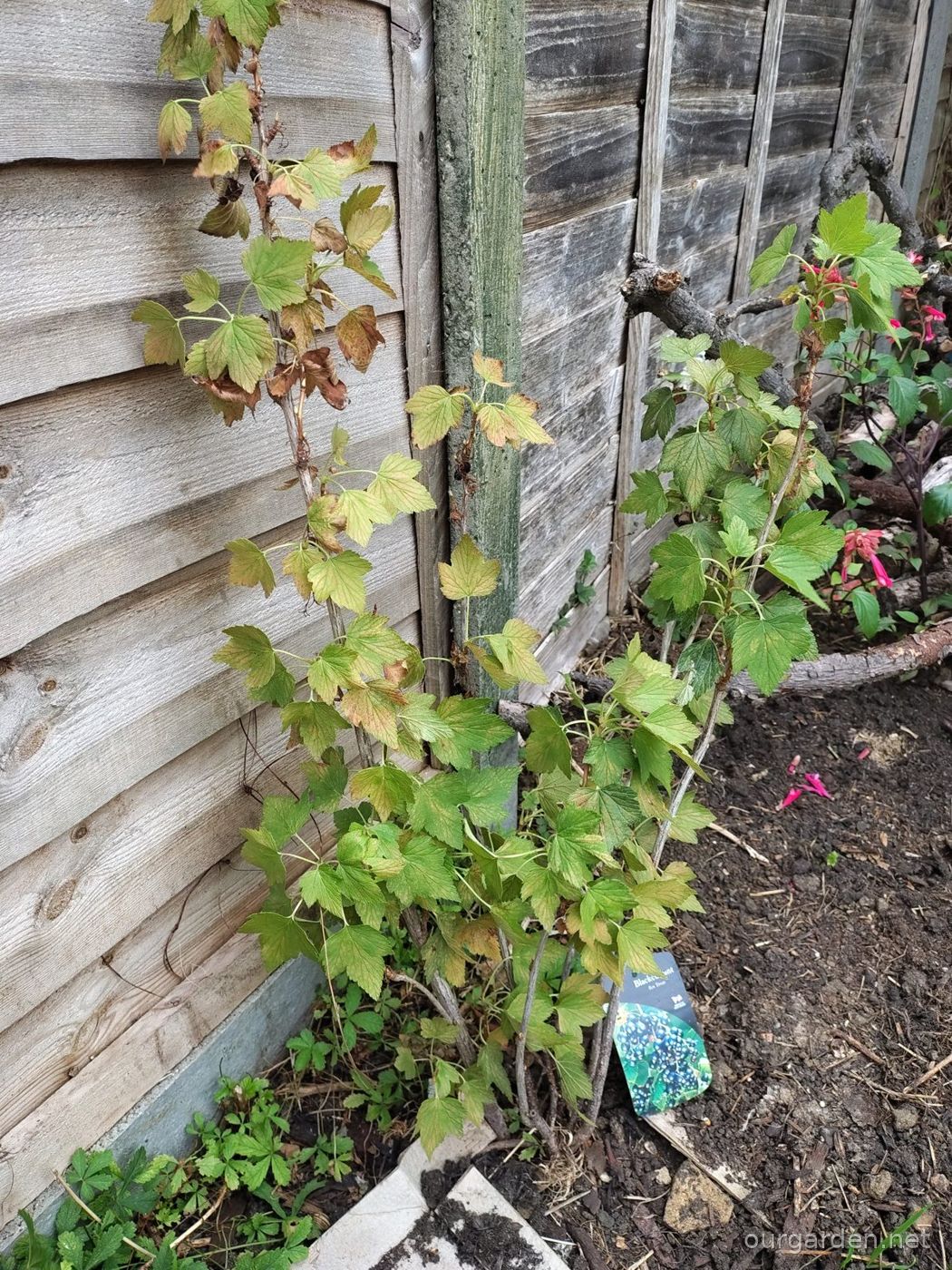 Blackcurrant 'Ben Tirran'