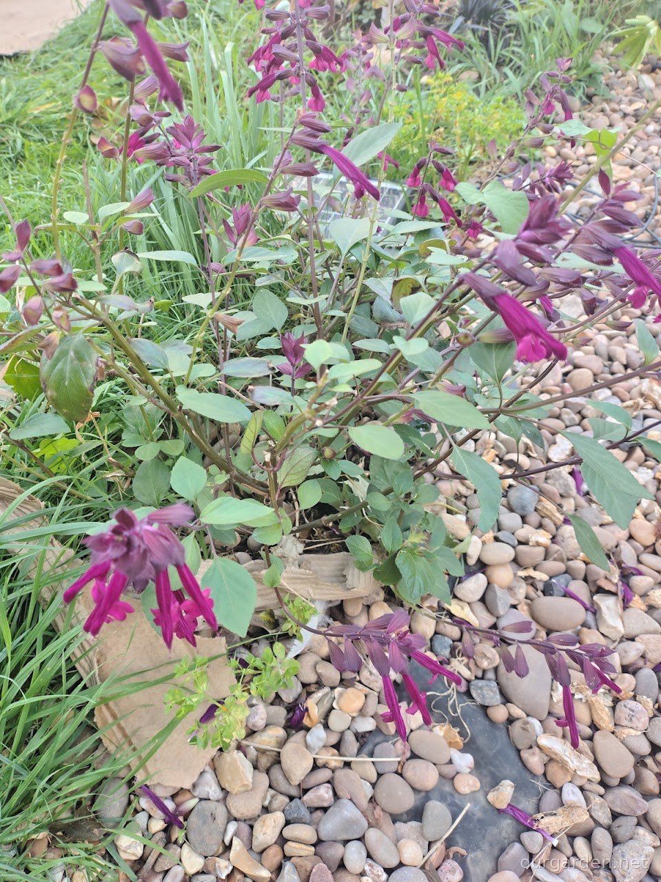 Purple salvia