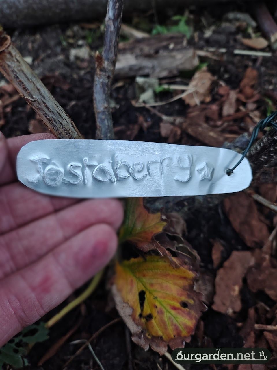 Freehand, with a star: the jostaberry