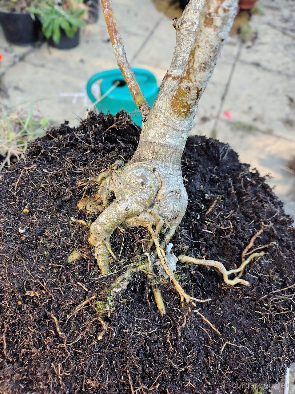 The holly’s root flare
