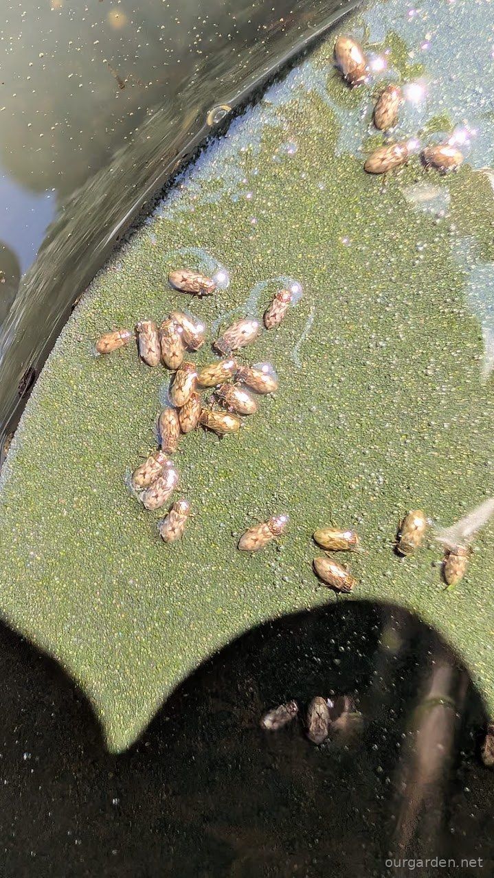 The water boatmen, gathered