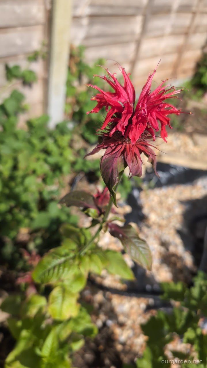 Bee balm in bloom