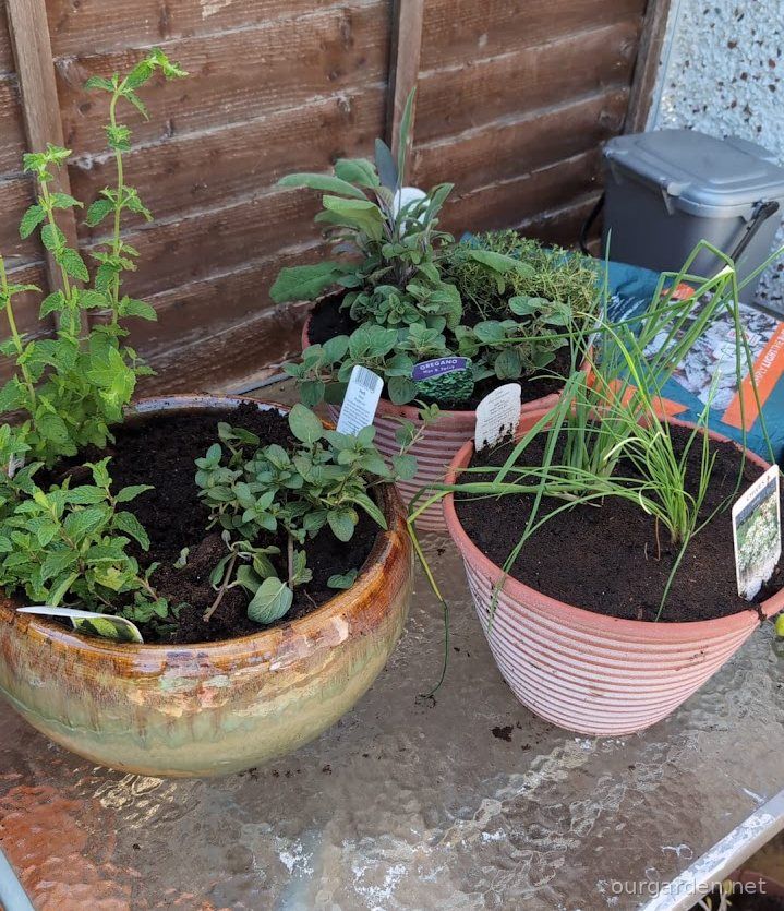 The herbs, newly potted