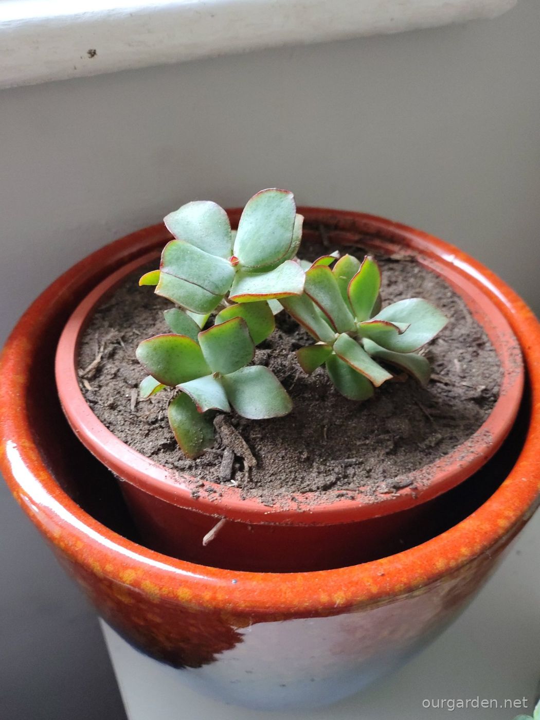 Jade plant (likely ripple jade)