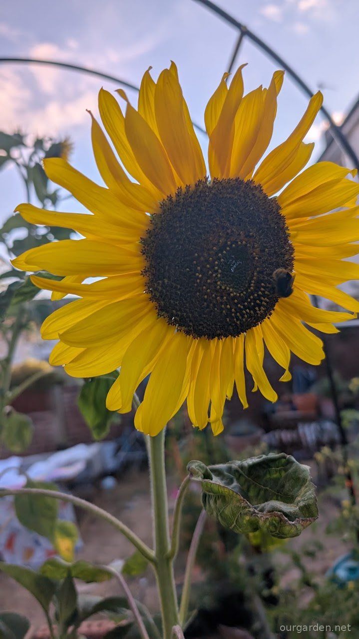 Sunflowers