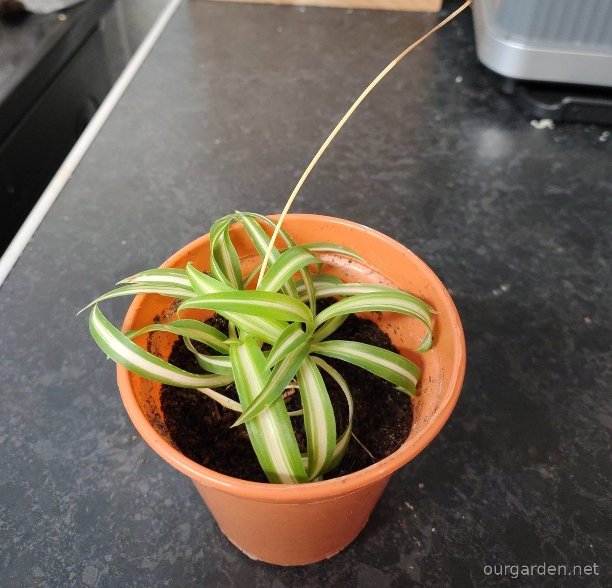 Curly spider plant