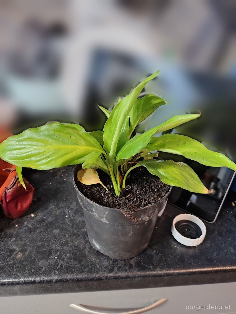 Peace lily