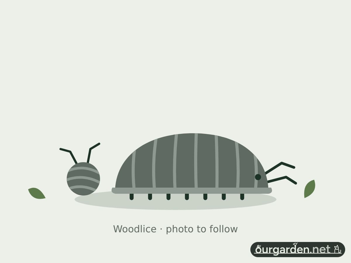 Woodlice