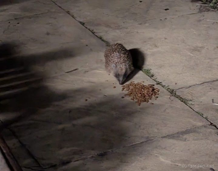 Many sightings, some evidence