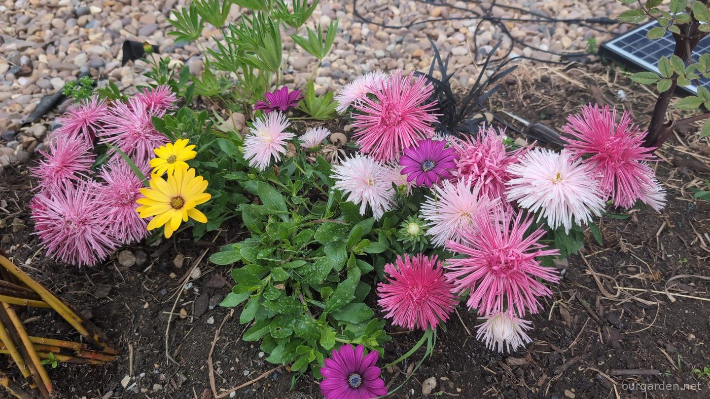 The border bed in bloom