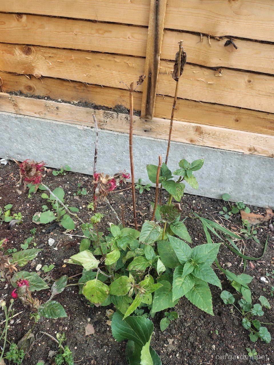 Bee balm